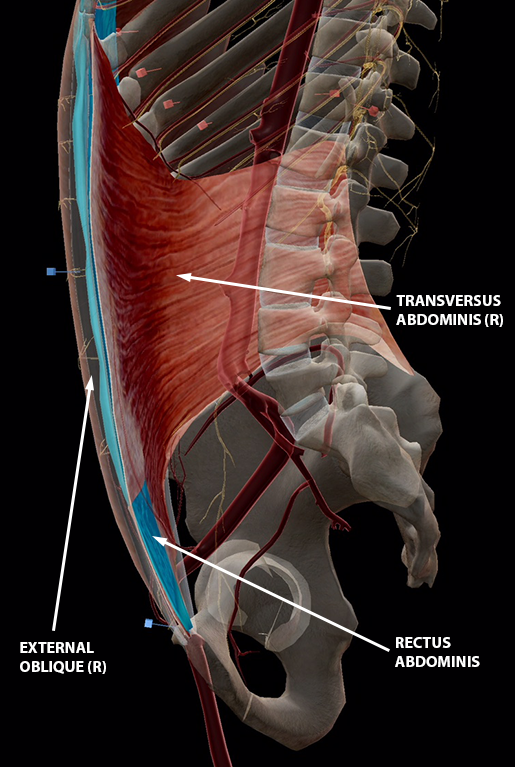 ab-muscles-rectus-sheath